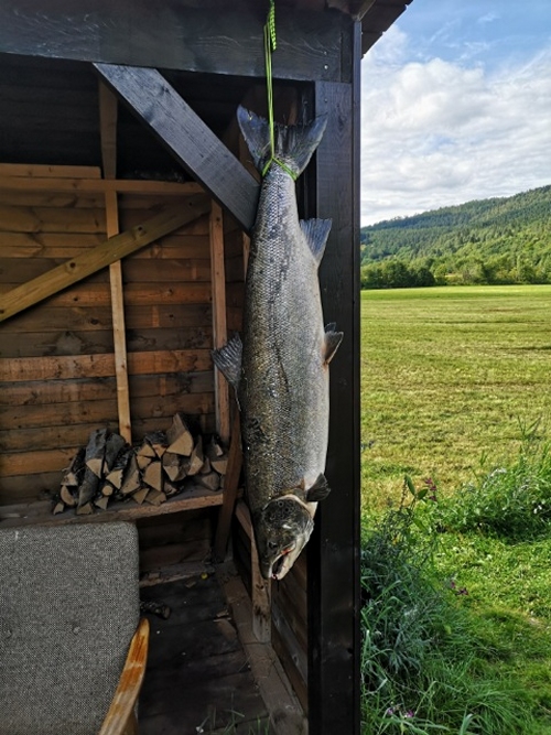 Storlaks i Korsahølen